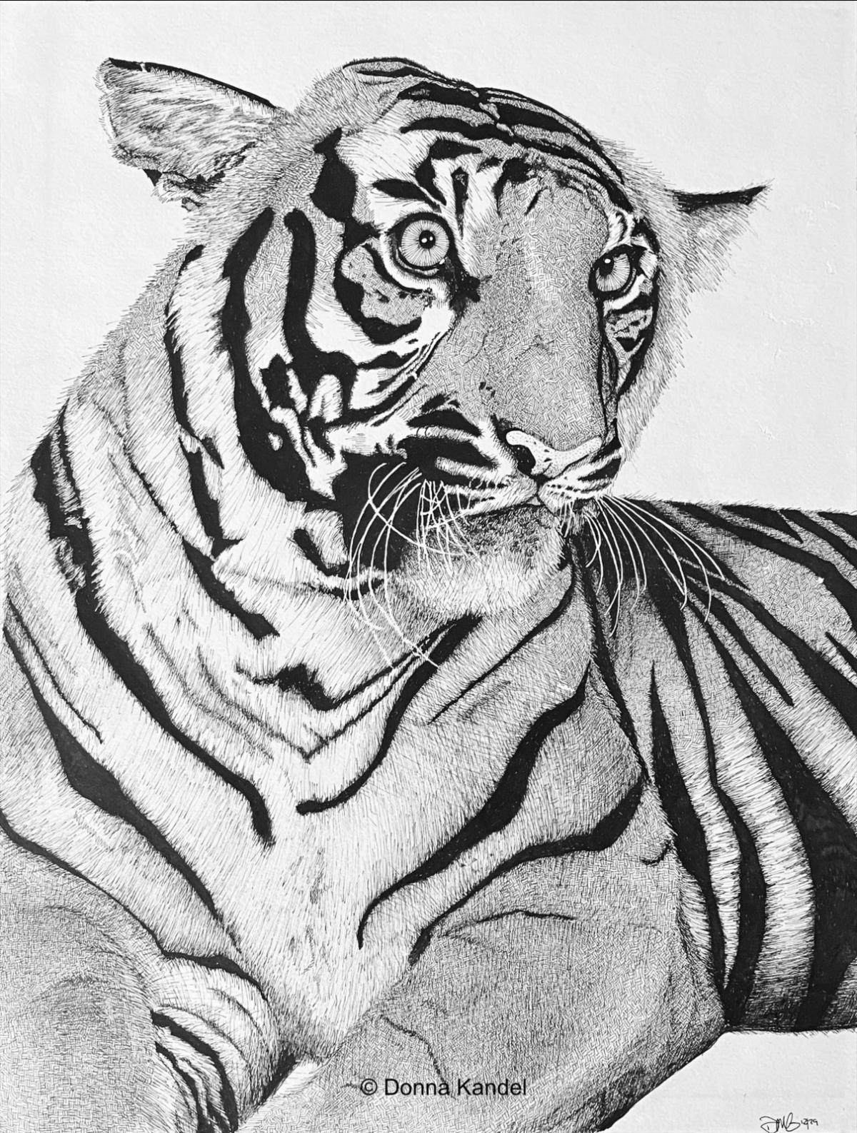 tiger pen and ink